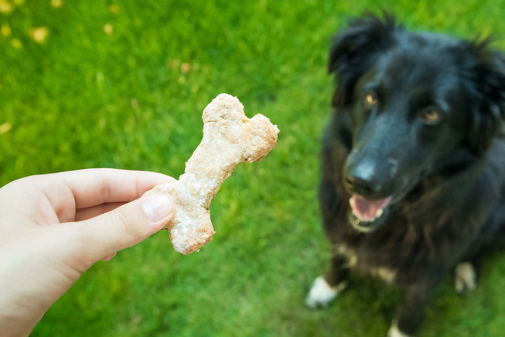 The Best Sweet Treat Recipes For Pets